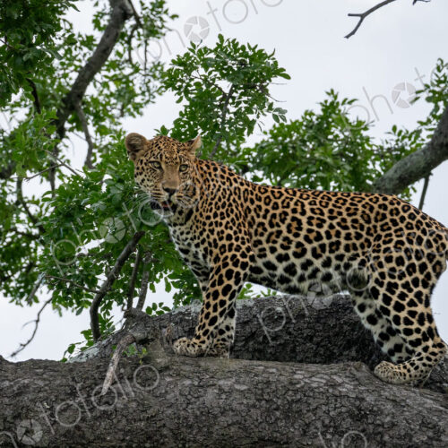 Leopard, Panthera pardus, male standing in a Schotia tree. Leopard, Panthera pardus, male standing in a Schotia tree.