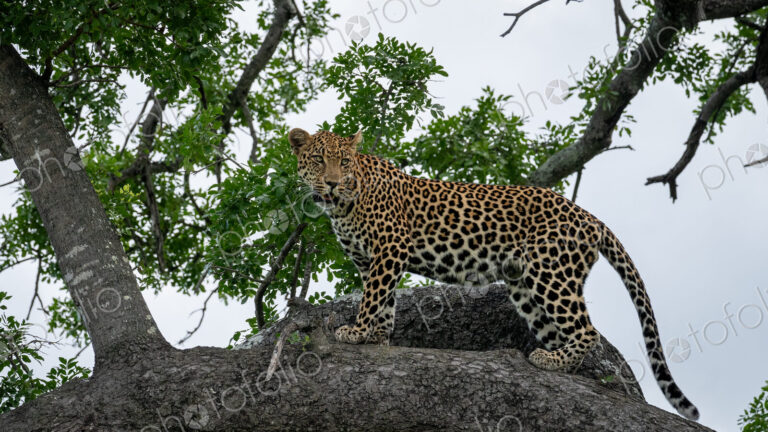Leopard, Panthera pardus, male standing in a Schotia tree.