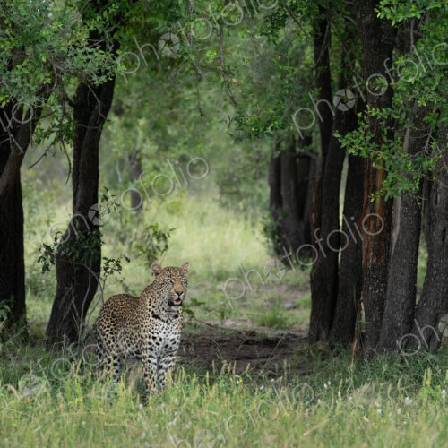 Leopard, Panthera pardus, male standing in a Tamboti grove. Leopard, Panthera pardus, male standing in a Tamboti grove.
