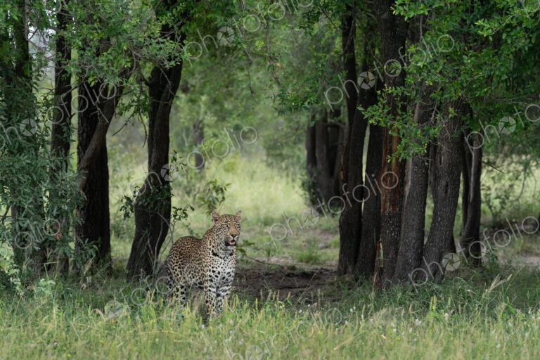 Leopard, Panthera pardus, male standing in a Tamboti grove.