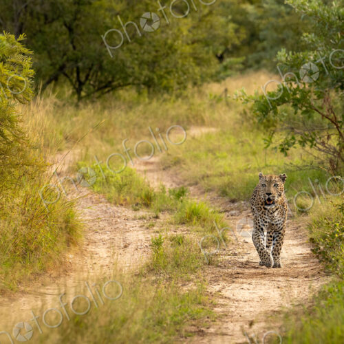 Leopard, Panthera pardus, male walking. Leopard, Panthera pardus, male walking.