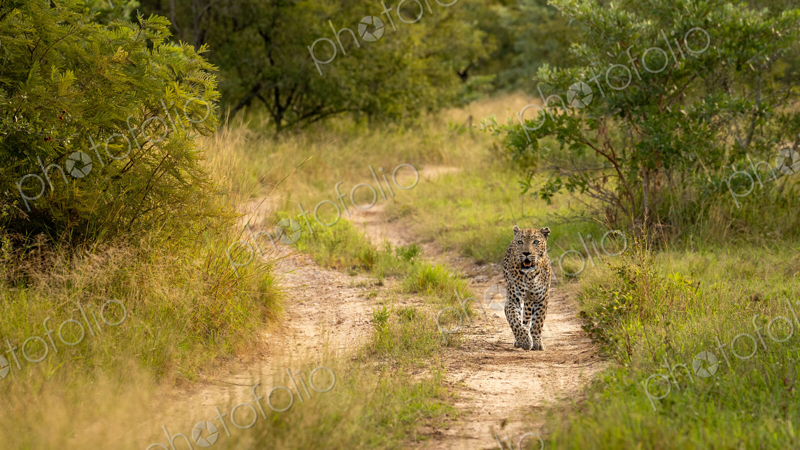 Leopard, Panthera pardus, male walking.