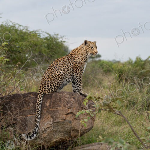 Leopard, Panthera pardus, on a boulder. Leopard, Panthera pardus, on a boulder.