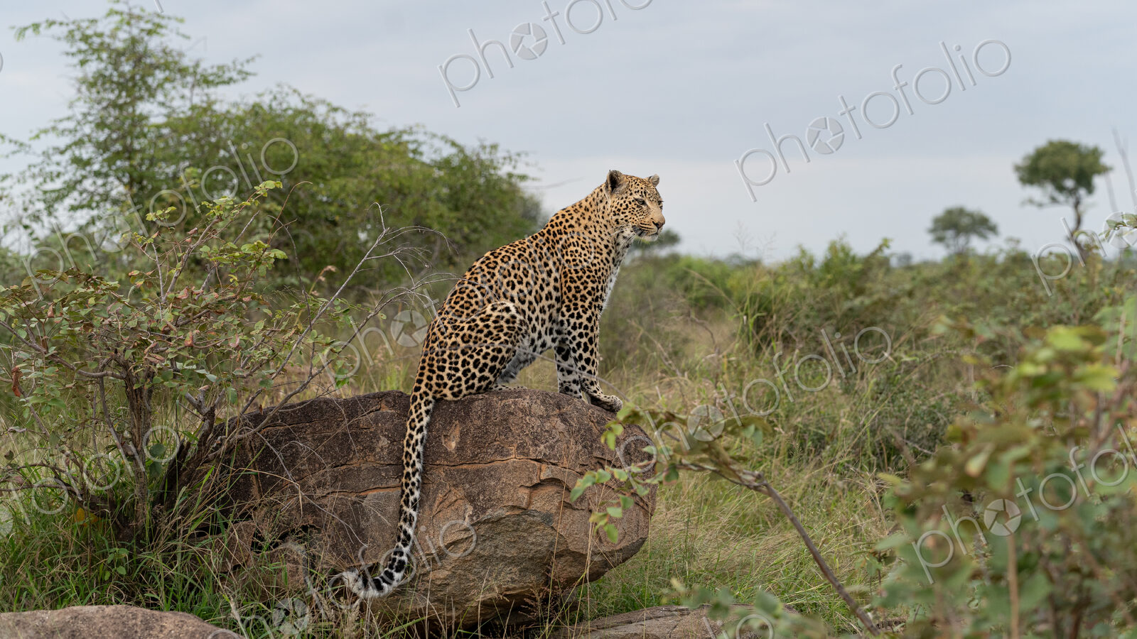 Leopard, Panthera pardus, on a boulder.