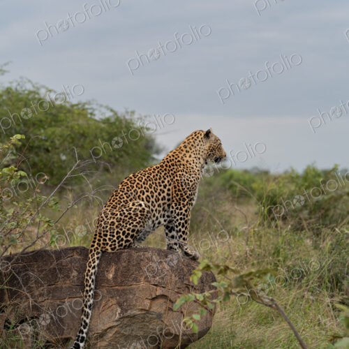 Leopard, Panthera pardus, on a boulder. Leopard, Panthera pardus, on a boulder.