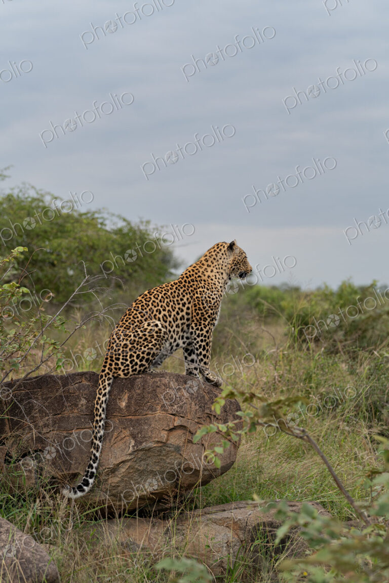 Leopard, Panthera pardus, on a boulder.