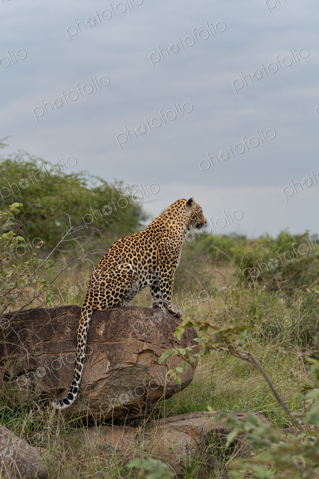 Leopard, Panthera pardus, on a boulder.