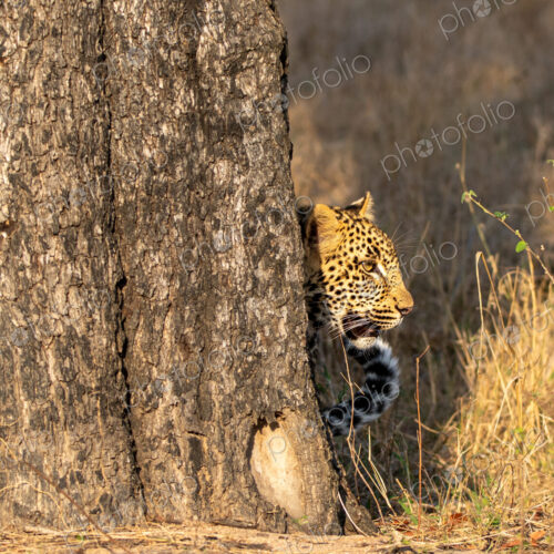 Leopard, Panthera pardus, peaking out from behind a tree.