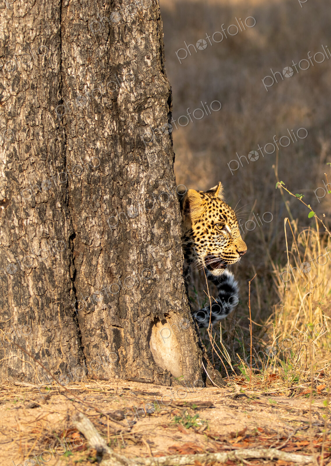 Leopard, Panthera pardus, peaking out from behind a tree.