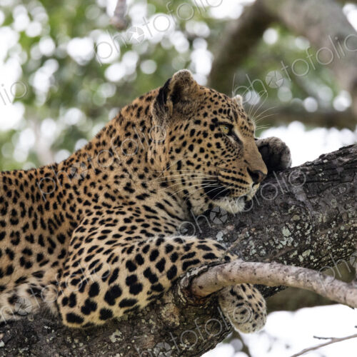 Leopard, Panthera pardus, resting in a tree, close-up. Leopard, Panthera pardus, resting in a tree, close-up.