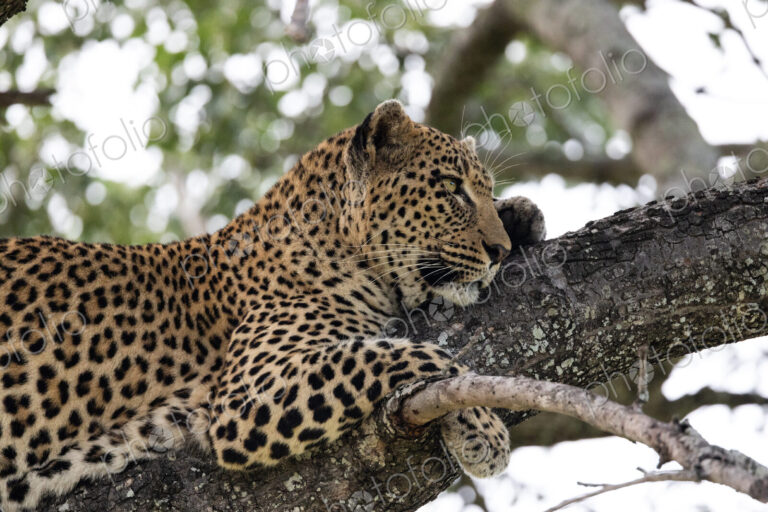 Leopard, Panthera pardus, resting in a tree, close-up.