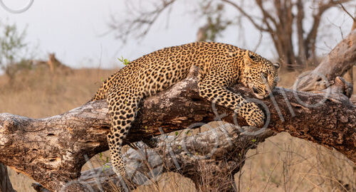 Leopard, Panthera pardus, resting on log.