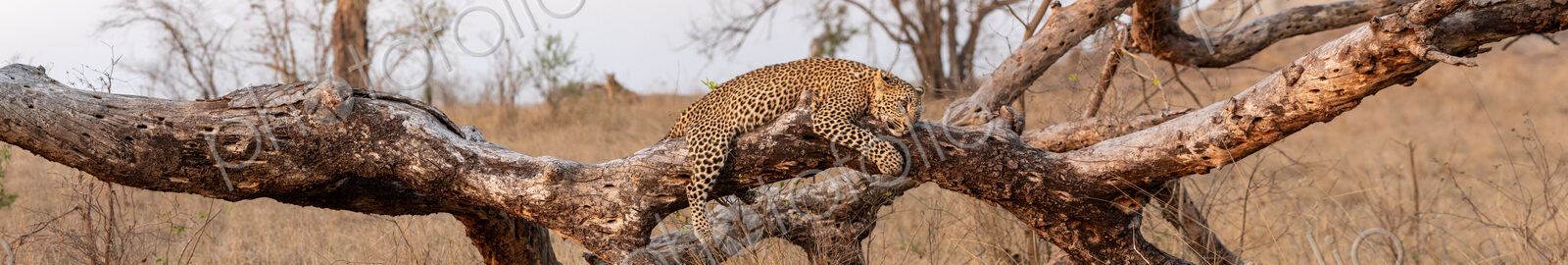 Leopard, Panthera pardus, resting on log.