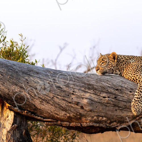 Leopard, Panthera pardus, resting on log.