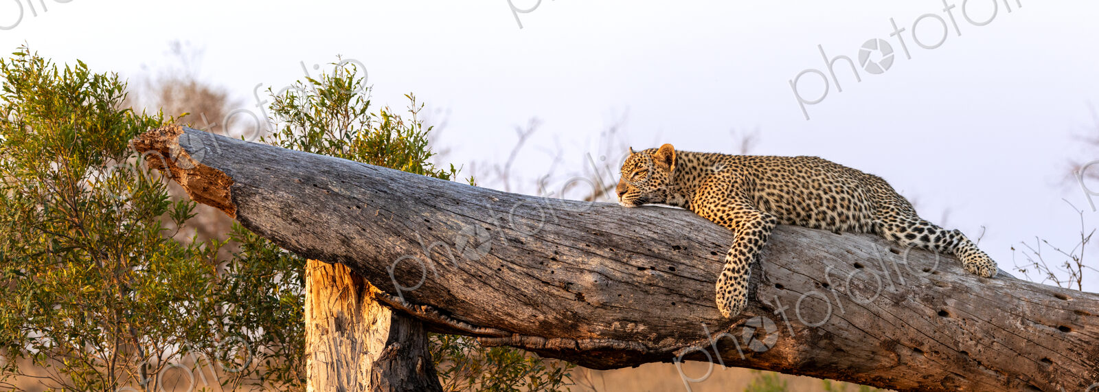 Leopard, Panthera pardus, resting on log.