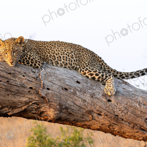 Leopard, Panthera pardus, resting on log.