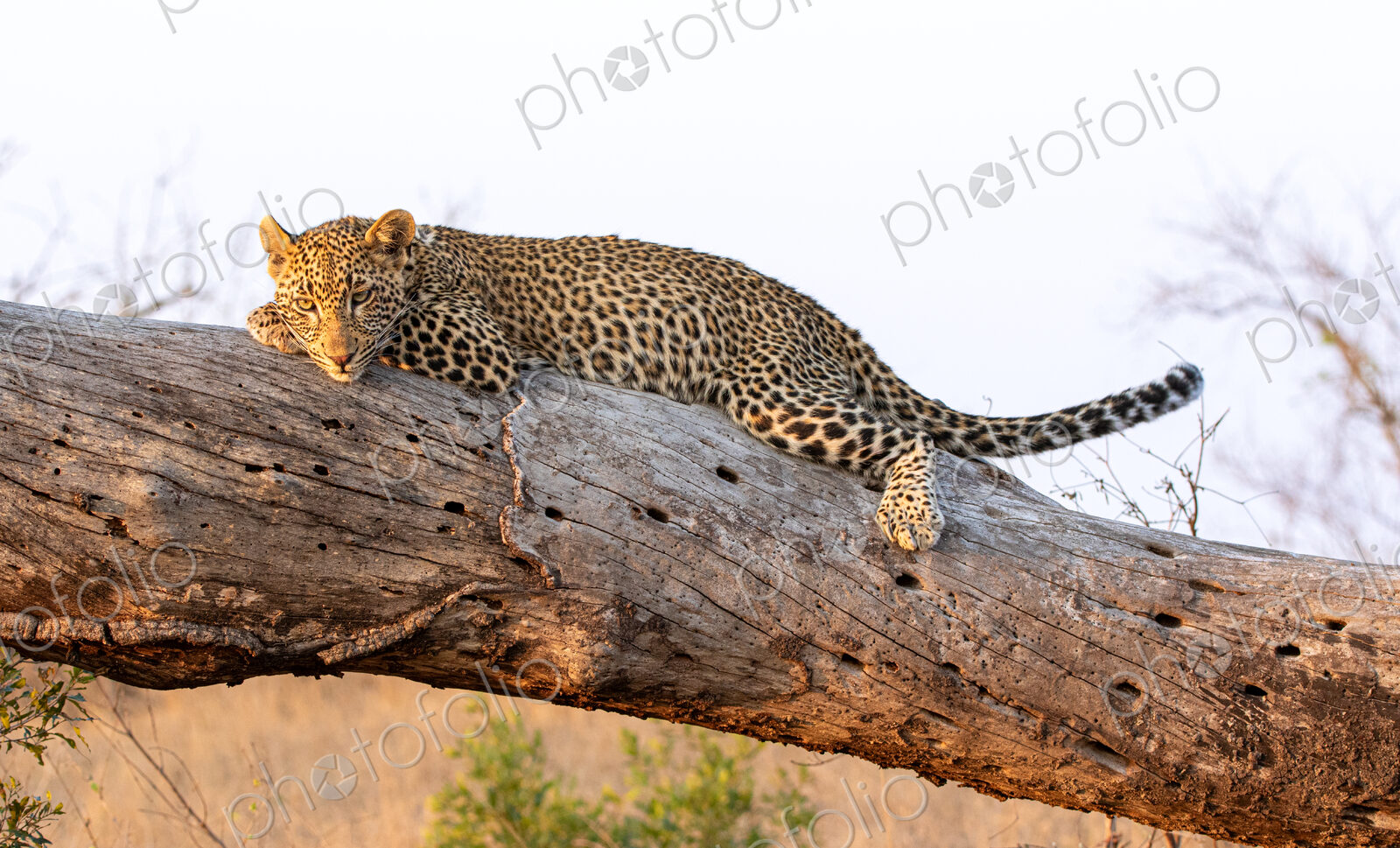 Leopard, Panthera pardus, resting on log.