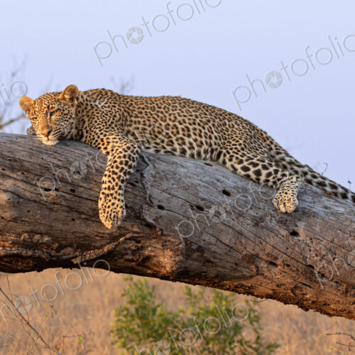 Leopard, Panthera pardus, resting on log.