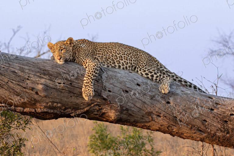 Leopard, Panthera pardus, resting on log.
