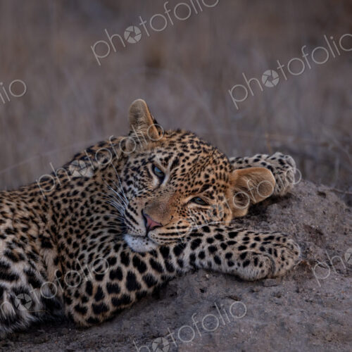 Leopard, Panthera pardus, resting on mound, close up. Leopard, Panthera pardus, resting on mound, close up.