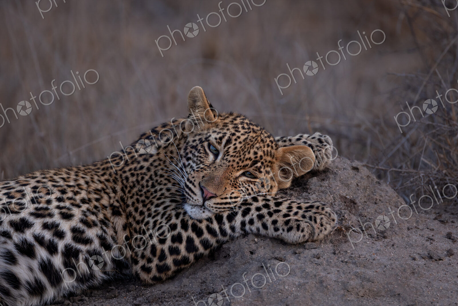 Leopard, Panthera pardus, resting on mound, close up.