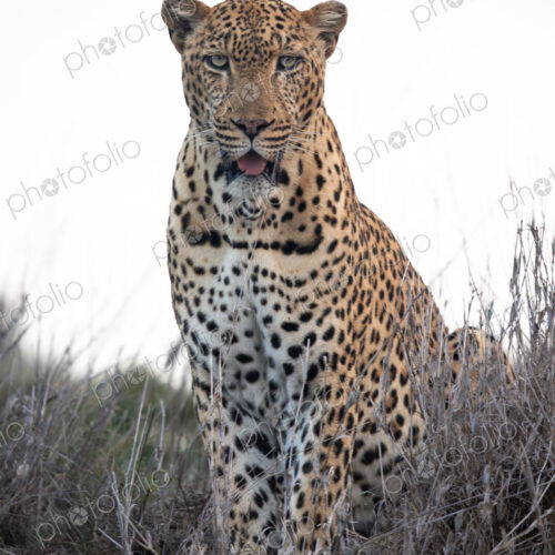 Leopard, Panthera pardus, sitting in grass.