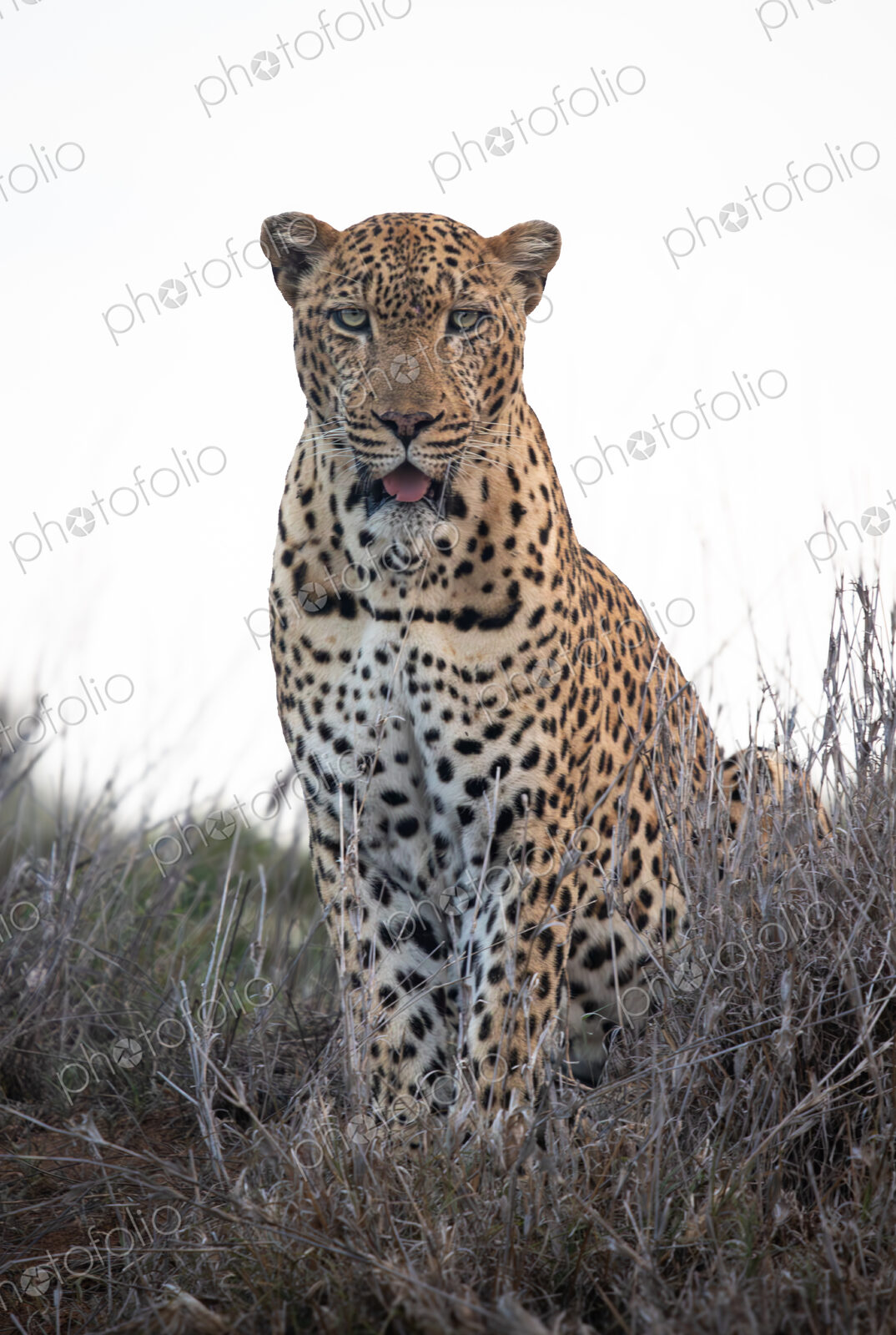 Leopard, Panthera pardus, sitting in grass.