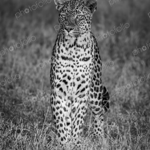 Leopard, Panthera pardus, sitting in grass, in black and white.