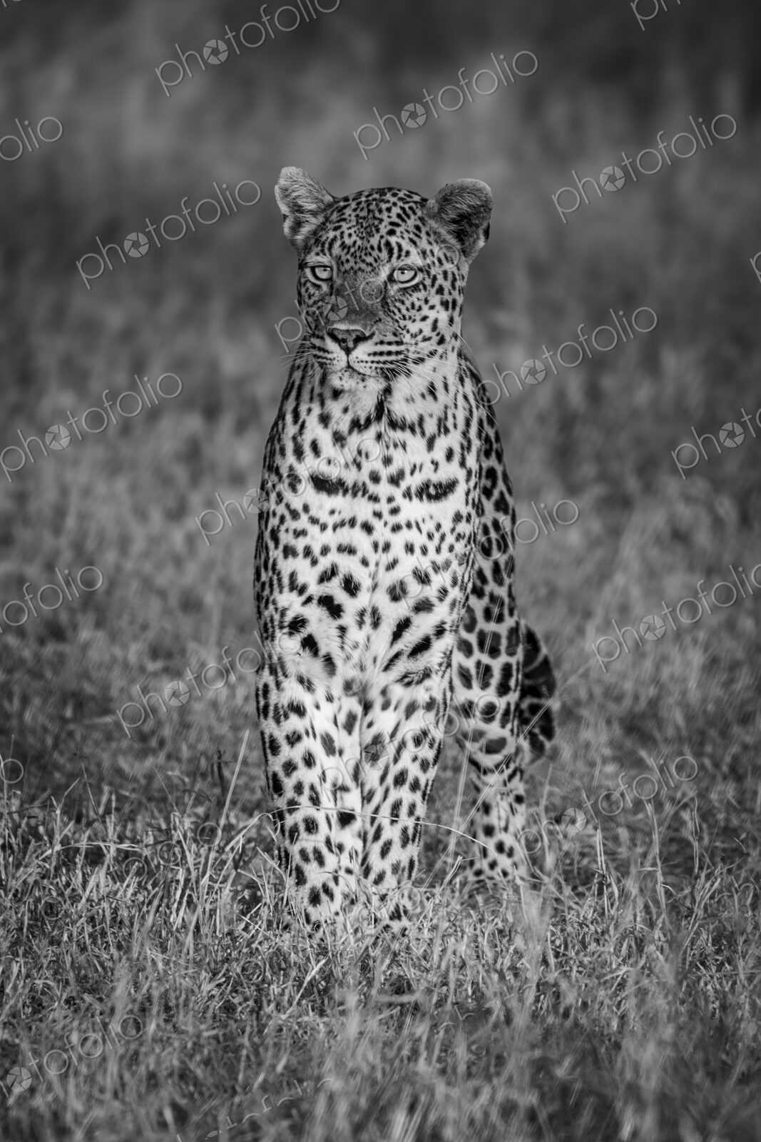 Leopard, Panthera pardus, sitting in grass, in black and white.