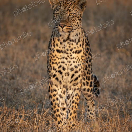 Leopard, Panthera pardus, sitting in grass, in golden light.