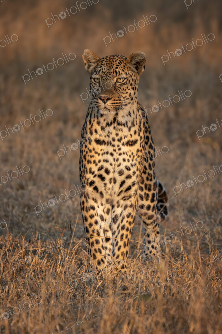 Leopard, Panthera pardus, sitting in grass, in golden light.