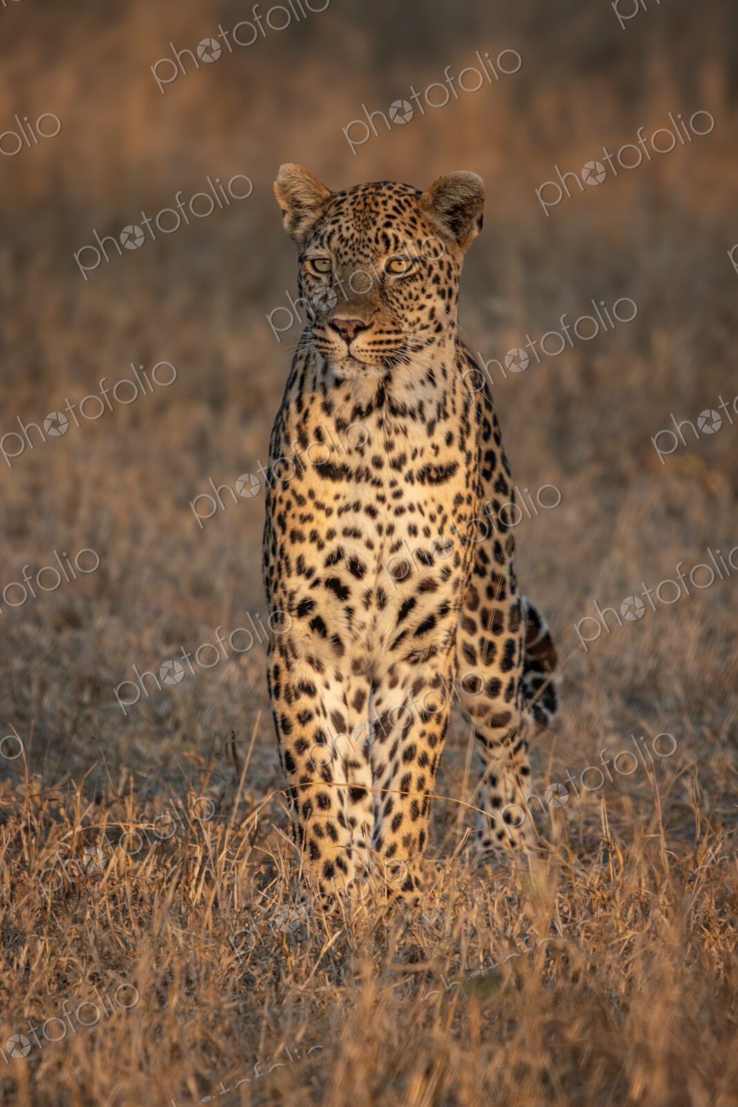 Leopard, Panthera pardus, sitting in grass, in golden light.