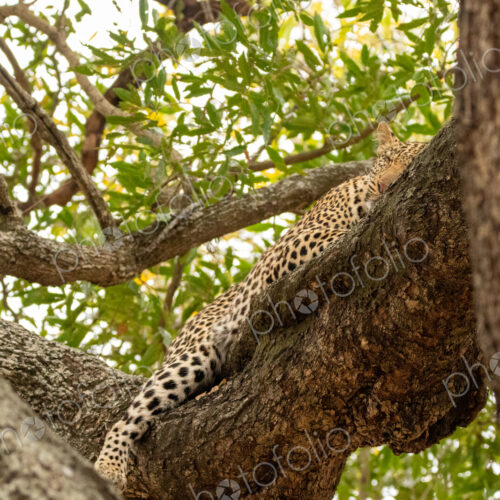 Leopard, Panthera pardus, sleeping in a tree.