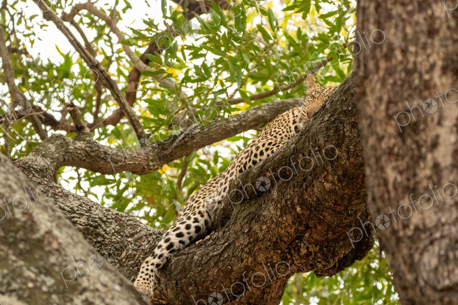 Leopard, Panthera pardus, sleeping in a tree.