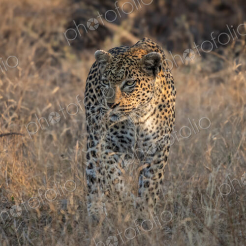 Leopard, Panthera pardus, stalking through the tall grass.