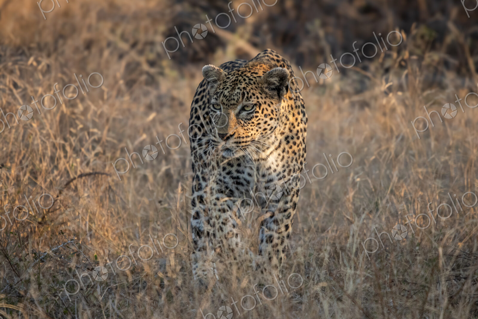 Leopard, Panthera pardus, stalking through the tall grass.