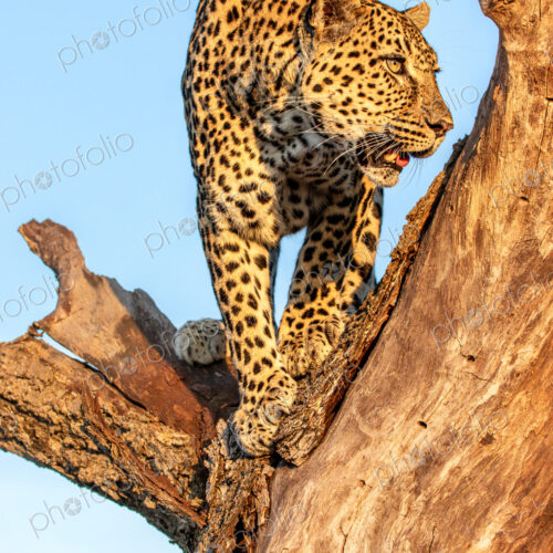 Leopard, Panthera pardus, standing in a tree.