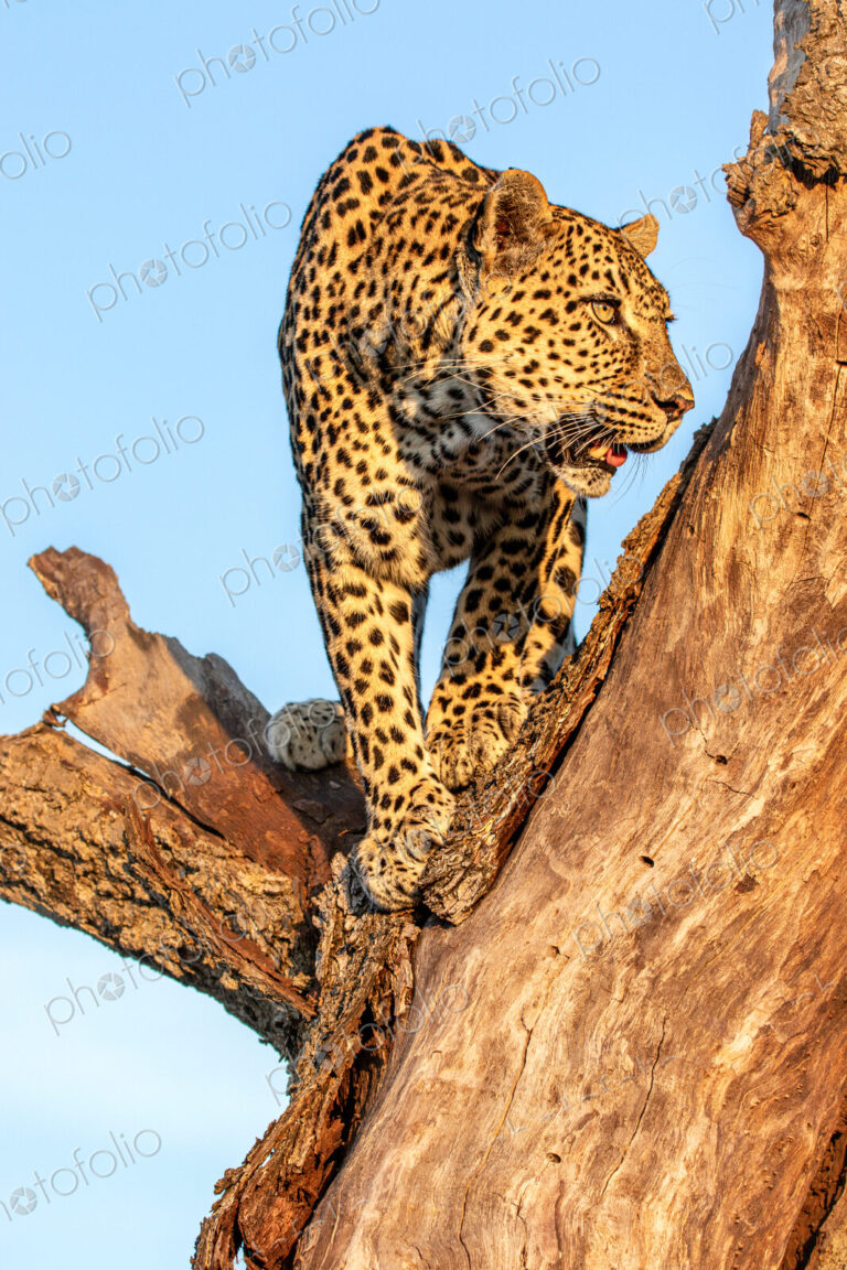 Leopard, Panthera pardus, standing in a tree.