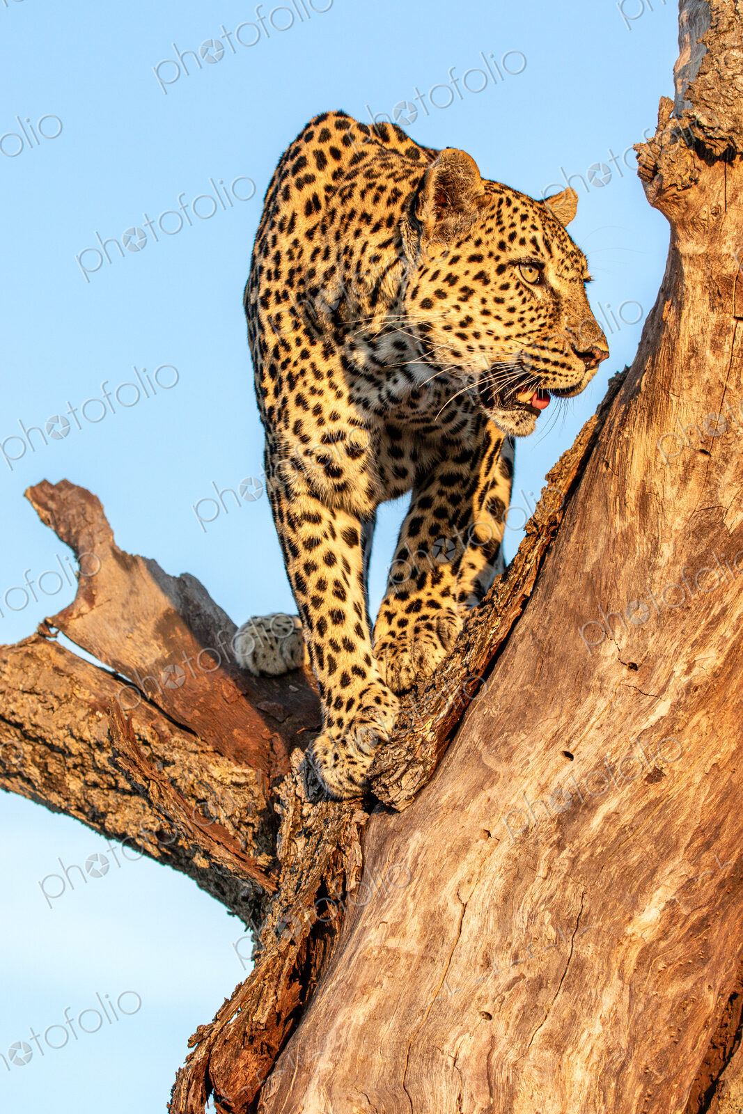 Leopard, Panthera pardus, standing in a tree.