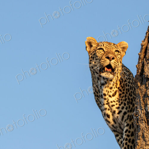 Leopard, Panthera pardus, standing in a tree.