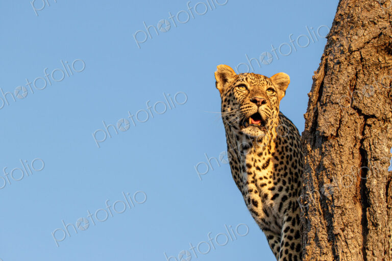 Leopard, Panthera pardus, standing in a tree.