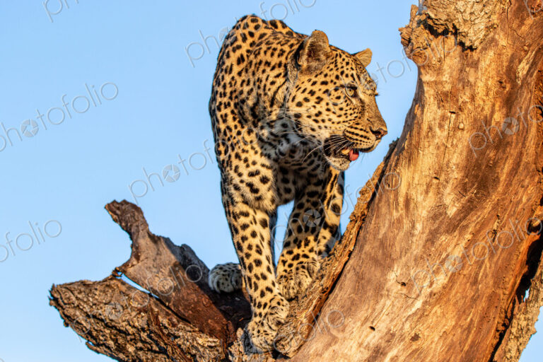 Leopard, Panthera pardus, standing in a tree trunk