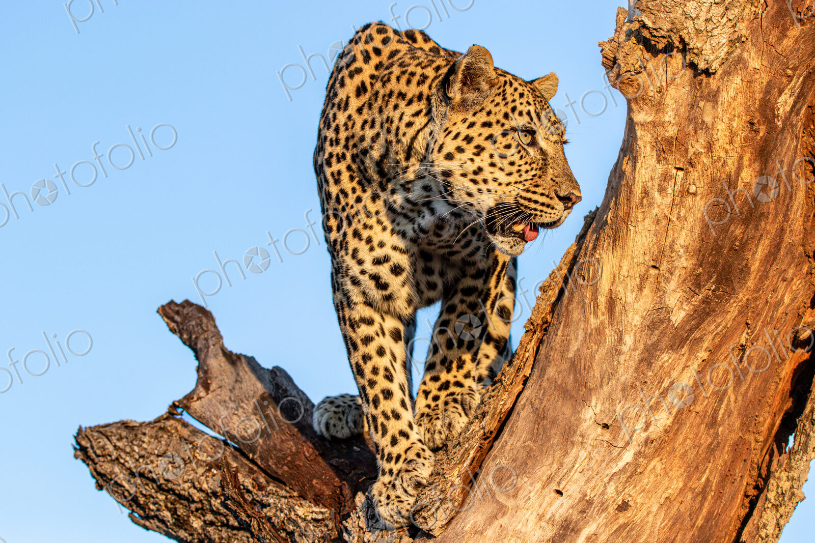 Leopard, Panthera pardus, standing in a tree trunk