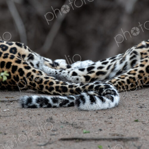 Leopard, Panthera pardus, two leopards resting on the ground, with their tails… Leopard, Panthera pardus, two leopards resting on the ground, with their tails…