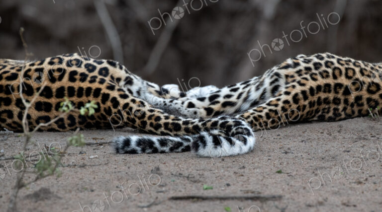 Leopard, Panthera pardus, two leopards resting on the ground, with their tails…