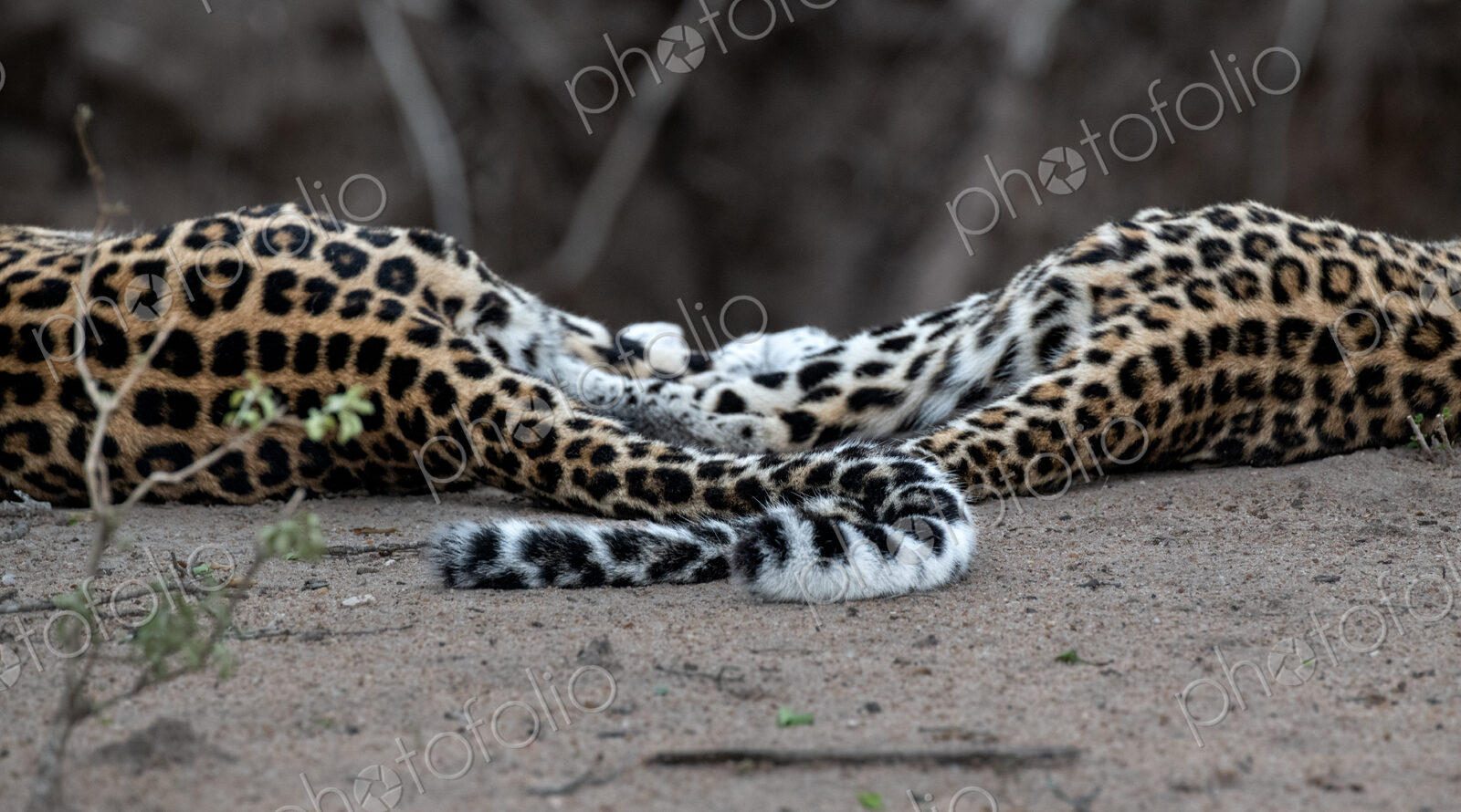 Leopard, Panthera pardus, two leopards resting on the ground, with their tails…
