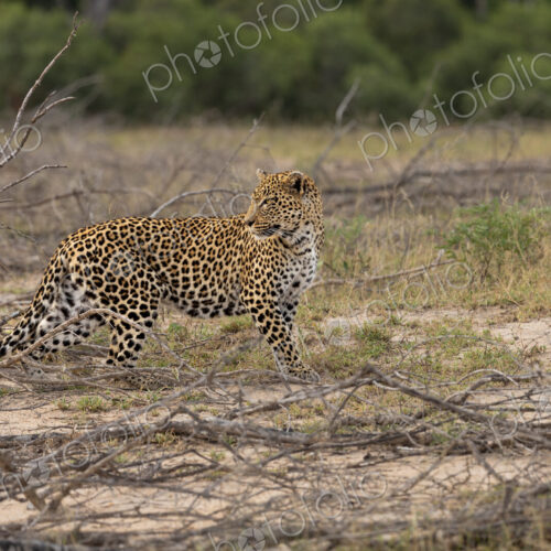 Leopard, Panthera pardus, walking and looking back.