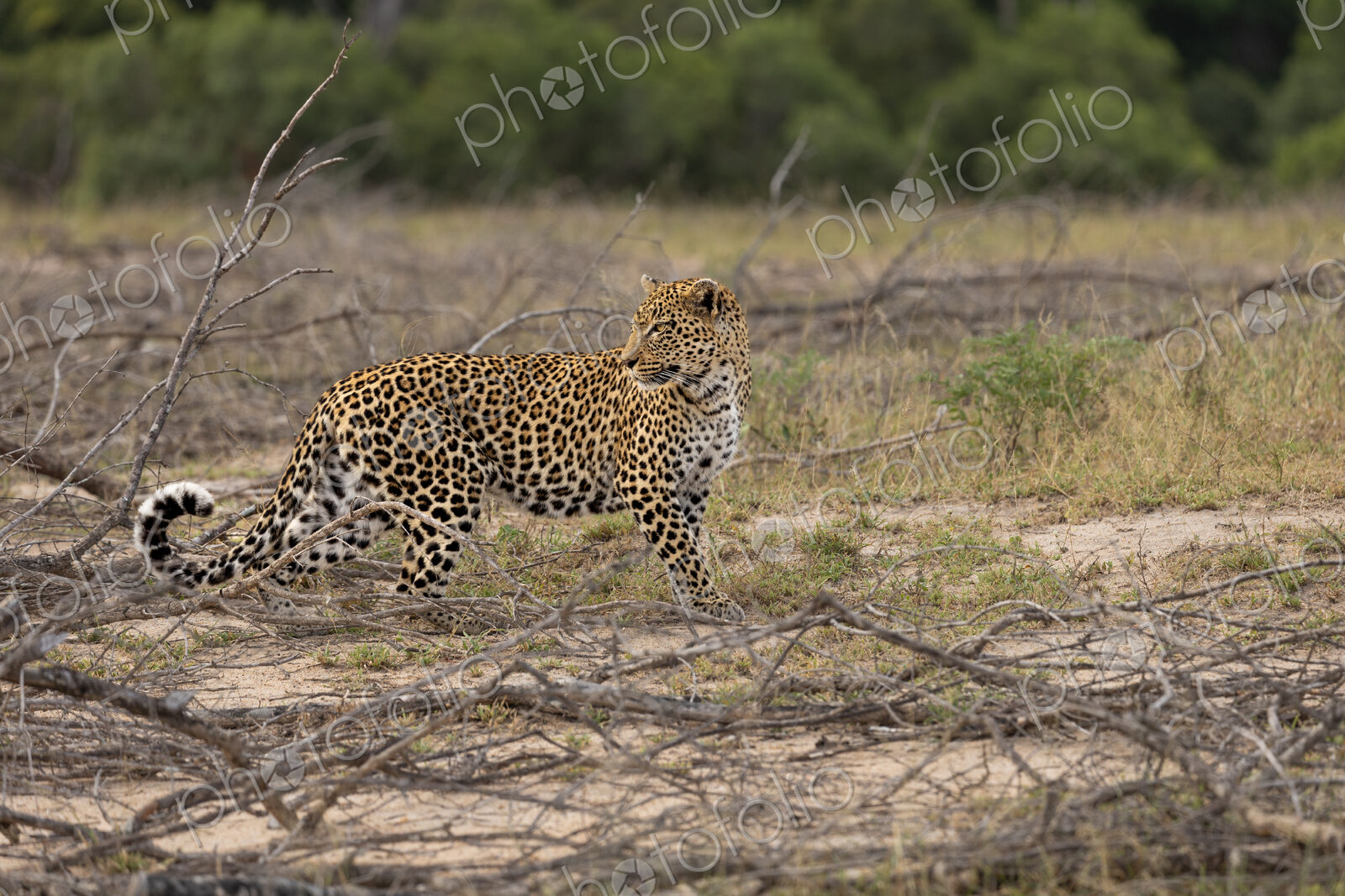 Leopard, Panthera pardus, walking and looking back.