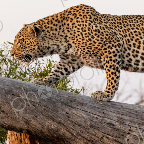Leopard, Panthera pardus, walking on log.