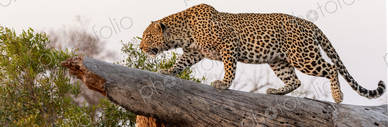 Leopard, Panthera pardus, walking on log.